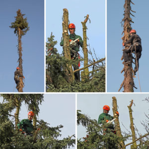 Tree Removal